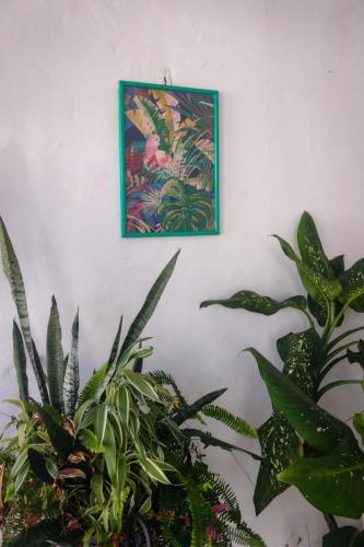 a picture hanging on a wall with plants at Hostel Residence Girassol in Belém