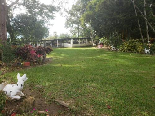 a white rabbit sitting on a rock in a yard at Finca El Mirador - Agroturismo in Rivera
