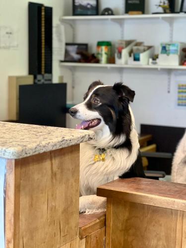 a black and white dog sitting at a table at Marina Motel in Seward