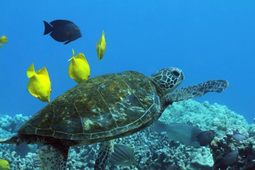 a green sea turtle and fish in the ocean at Direct oceanfront Magic Sands beach condo - Pool, AC, 2B2B, sleeps 6 in Kailua-Kona