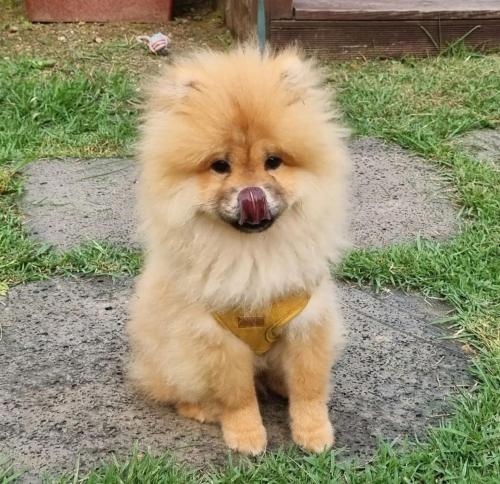 a small brown dog sitting on the ground at Bauhaus In Wonju in Wonju