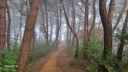 a dirt road in a misty forest with trees at Bauhaus In Wonju in Wonju