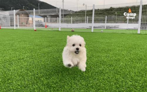 a small white dog running on a soccer field at Camp Village Geoje in Geoje 