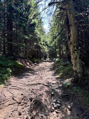 a dirt road in a forest with trees at CabanA Comandău in Comandău