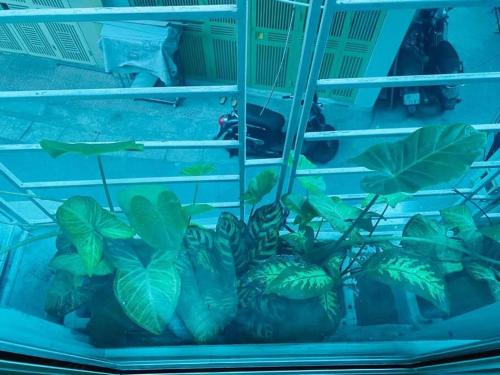 a shelf with a bunch of green plants in it at Homestay May's house Lo Duc in Hanoi