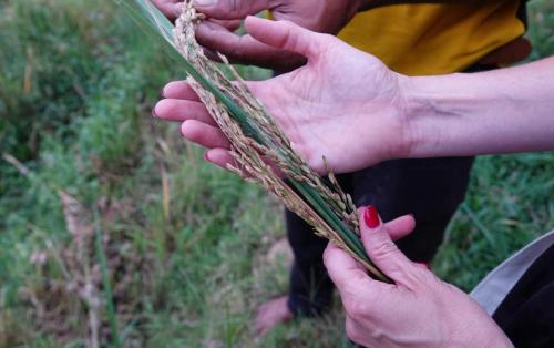 twooples hands holding up a bunch of grass at Forest Rawana homestay Ella in Ella