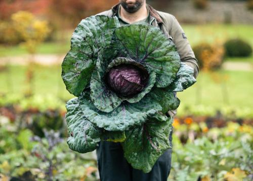 a man holding a large head of lettuce at Ballynahinch Castle Hotel in Ballynahinch