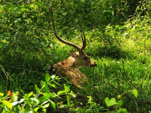 an antelope with large horns laying in the grass at Block 5 Safari Camp - Yala National Park in Kohombagahapelessa