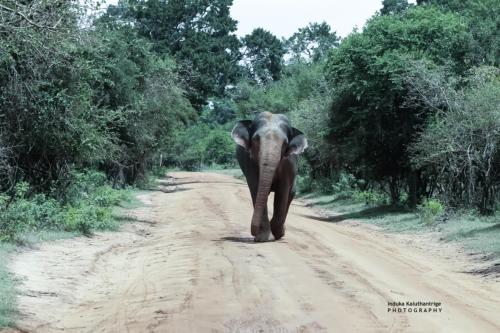 an elephant walking down a dirt road at Wild Earth Ceylon Leisure - Yala in Katagamuwa
