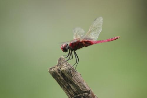 a red dragonfly perched on a wooden post at Wild Earth Ceylon Leisure - Yala in Katagamuwa