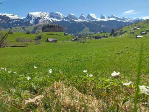 a green field with snow capped mountains in the background at Ferienwohnung Halden in Unterwasser