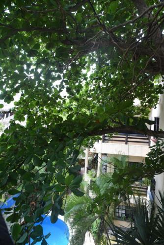 a tree with leaves in front of a building at Hotel Casa el Moro in Puerto Morelos