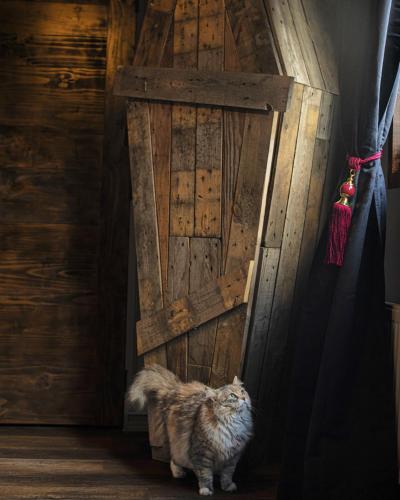 a cat standing in front of a wooden door at Spectra Lodge in Malalcahuello