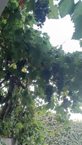 a bunch of grapes hanging from a tree at B&B "LE LUCI" SUPER CAMERA IN ATTICO interno 3 rose rosse in Vasto
