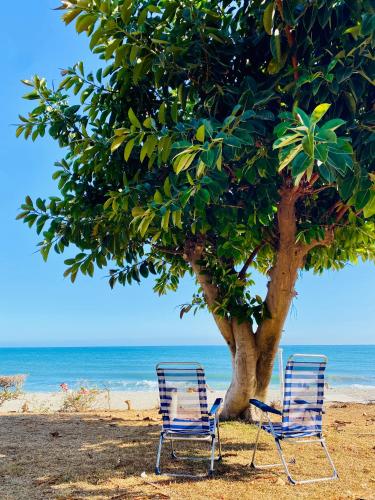two chairs sitting under a tree on the beach at First Line Torrox Costa in Torrox Costa
