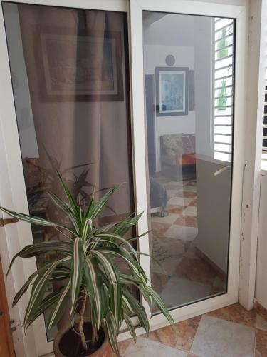 a potted plant sitting next to a glass door at Nizar Surf Morocco in Taghazout