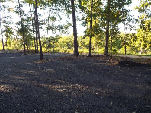 a dirt road in a forest with trees at The Timber Cabin in Marshall