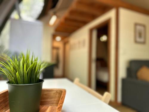 a green potted plant sitting on a table at Sunken Escapes Glamping Unit 5 in New Minas