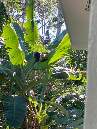 Gallery image of Elegant house in the jungle near the city in Palmares