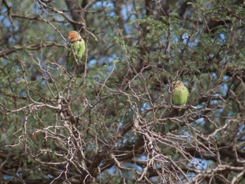 two green birds perched on top of tree branches at Camp Gecko - PRIVATE NATURE RESERVE; TENTED CAMP AND CAMPSITE in Solitaire