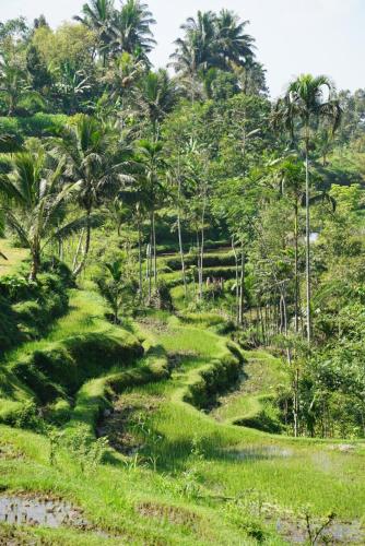 a lush green field with palm trees in the background at Tetebatu Indah Homestay in Tetebatu
