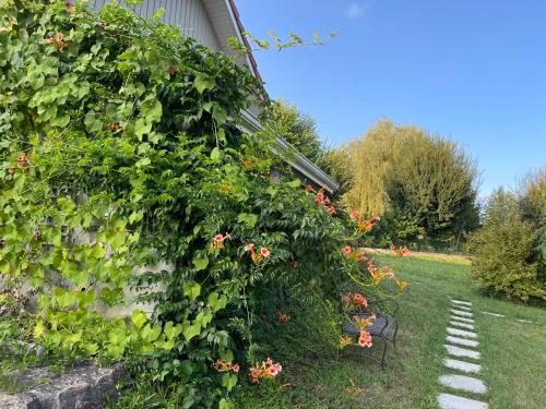 a garden with a ivy covered wall and flowers at TULIPES Et CETERA in Waldighofen