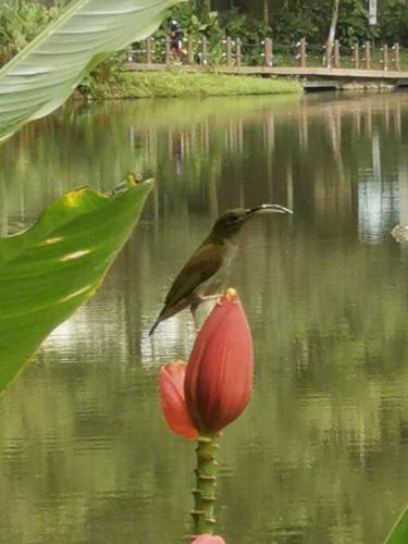 Permandangan sungai dekat dengan apartmen