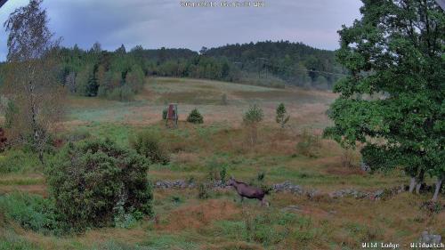 a moose standing in a field of grass at Wild Lodge in Nol