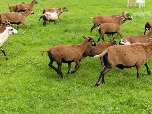a herd of goats running in a field of grass at Gut Purbach in Purbach am Neusiedlersee