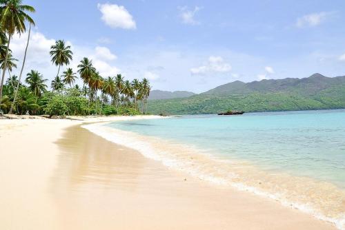 a beach with palm trees and the ocean at Saman - Paradise With A View - Vista Mare in Santa Bárbara de Samaná