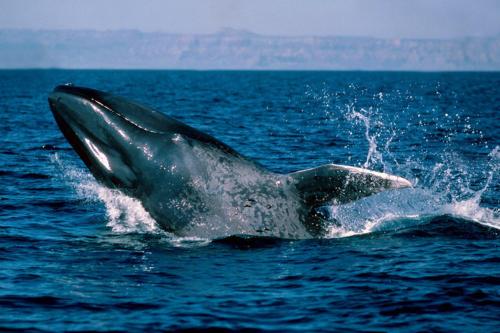 a dolphin jumping out of the water at Secret Escape Nilaveli Ayurveda Hotel & Spa in Nilaveli