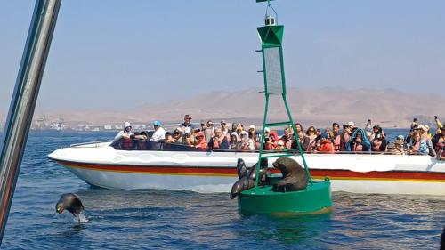 a group of penguins in the water next to a boat at Arena Hostal in Paracas