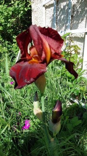 a red flower in the grass in a yard at Gîte La Cour Cachée in Saulx-en-Woëvre
