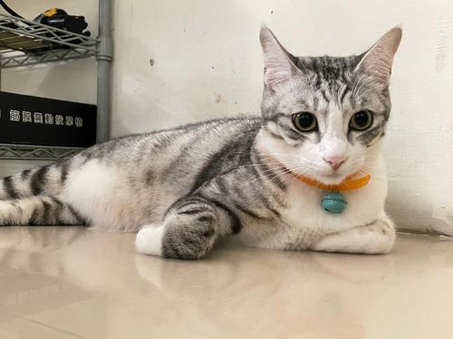 a gray and white cat laying on the floor at 奇快旅遊民宿 in Taitung City