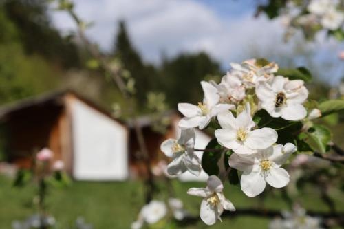 a bunch of white flowers on a tree with a house in the background at Mountain View Apartments - Pr` Potovcn`k in Dovje