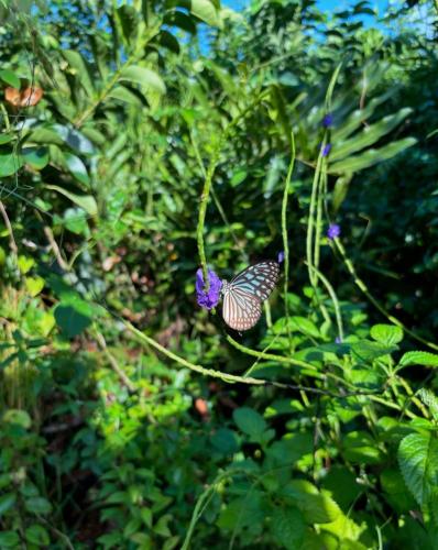 a butterfly perched on a plant with a purple flower at Ashok villa in Weligama