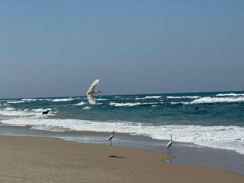 two birds standing on the beach near the ocean at GO to apartments in Leonardo in Bat Yam