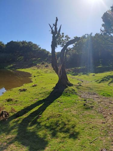 a tree casting a shadow on a field at Apartment Palma Madeira wandern und tauchen in Caniço