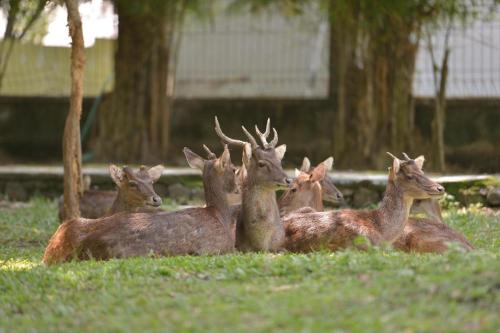 a group of deer laying in the grass at Pineapple Mansion in Solo