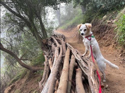 a dog standing on top of a log fence at Backpacker's Dream with detached bathroom, private trails and creek! in Topanga Park