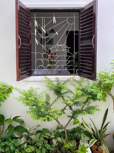 a window with a view of a plant at DƯỚI TÁN CÂY homestay in Tây Ninh