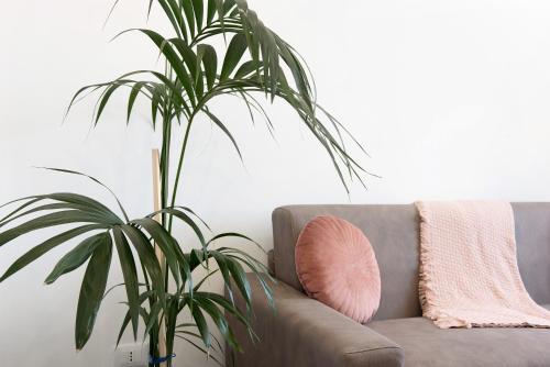 a plant next to a couch with a pink pillow at Casa Alba La Casa Delle Coccole in Savona