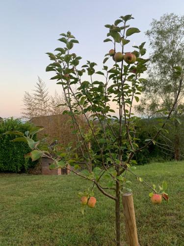 a tree with apples growing on it in a yard at La Poésie in Lagor