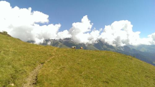 two animals standing on a grassy hill with a mountain at Apartment Santnerhof in Virgen