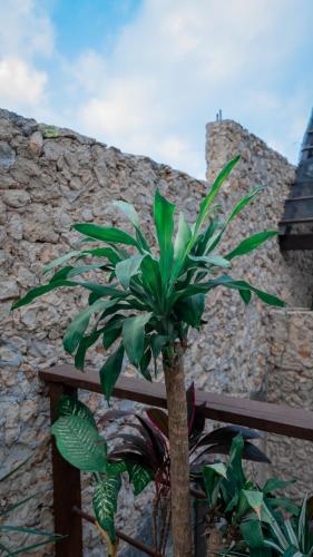 Fotografie z fotogalerie ubytování Japoneza Retreat Mérida Centro - Adults Only v destinaci Mérida