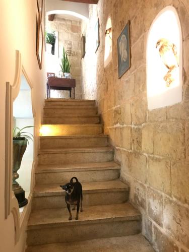 a black cat standing on the stairs of a building at No 7 Casa Nannakola in Naxxar
