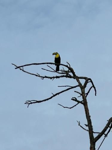 a bird sitting on top of a tree branch at Cerro Azul Mountain Retreat in Cerro Azul