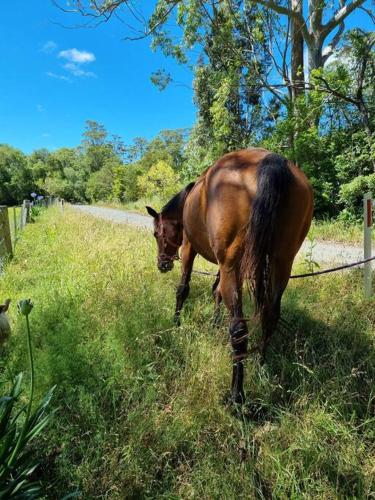a horse standing in the grass in a field at Charlie & Roy's Farm Berry in Berry