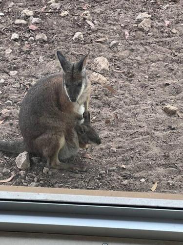 別荘の敷地内または近くにいる動物
