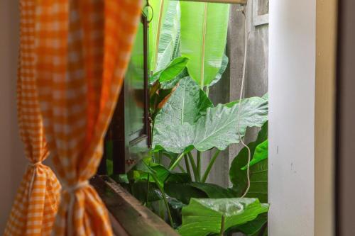 a window with a bunch of green plants at DƯỚI TÁN CÂY homestay in Tây Ninh